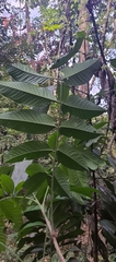 Dysoxylum malabaricum