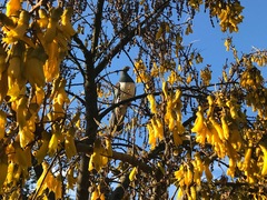 Hemiphaga novaeseelandiae