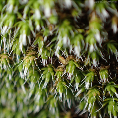 Grimmia laevigata