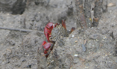 Neosarmatium fourmanoiri