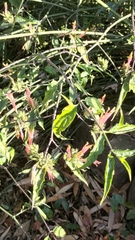 Clinacanthus nutans
