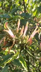 Clinacanthus nutans