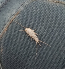Ctenolepisma ciliatum