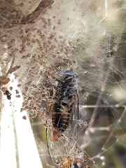 Atrapsalta furcilla