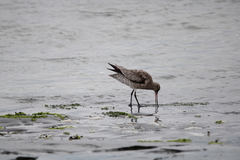 Limosa lapponica baueri