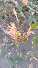 Clinacanthus nutans