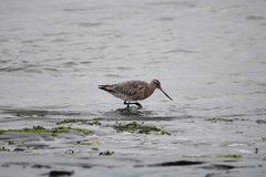 Limosa lapponica baueri