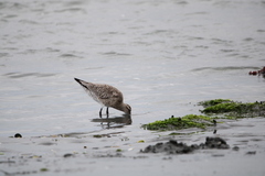Limosa lapponica baueri