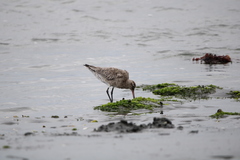 Limosa lapponica baueri