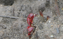 Neosarmatium fourmanoiri