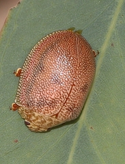 Paropsis atomaria