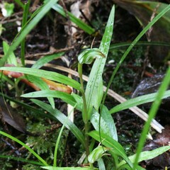 Pterostylis cernua
