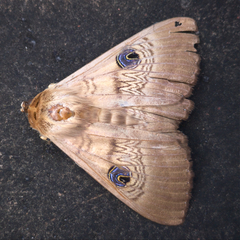 Dasypodia selenophora