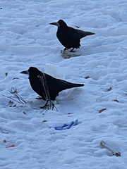 Corvus frugilegus