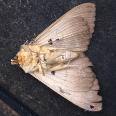 Dasypodia selenophora