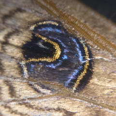 Dasypodia selenophora