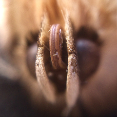 Dasypodia selenophora