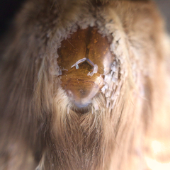 Dasypodia selenophora