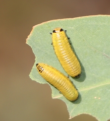 Paropsisterna fastidiosa