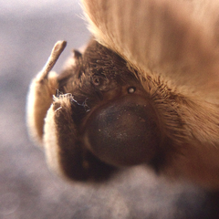 Dasypodia selenophora