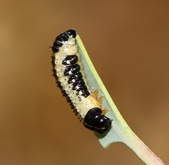 Paropsis atomaria