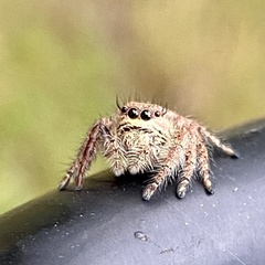 Hyllus