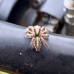 Hyllus