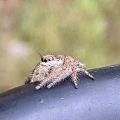 Hyllus