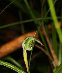 Pterostylis cernua