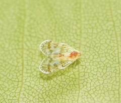 Saccharodite chrysonoe