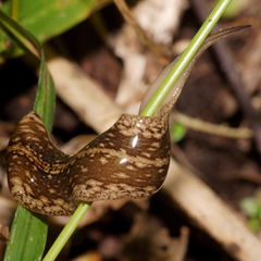 Australopacifica jacksoniana