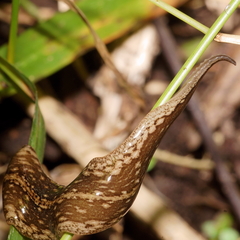Australopacifica jacksoniana