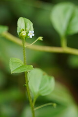 Hackelia latifolia