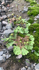 Marchantia polymorpha