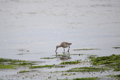Limosa lapponica baueri