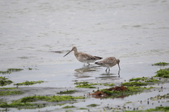 Limosa lapponica baueri
