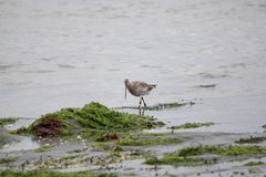 Limosa lapponica baueri
