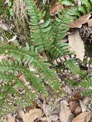 Pteridium aquilinum
