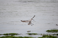 Limosa lapponica baueri