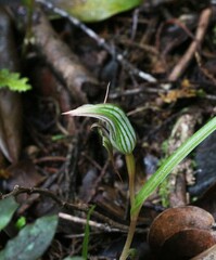 Pterostylis irsoniana