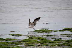Limosa lapponica baueri