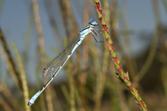 Austroagrion cyane