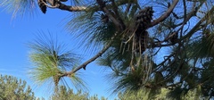 Pinus canariensis
