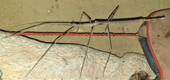 Bactrododema