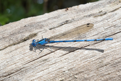 Argia lacrimans
