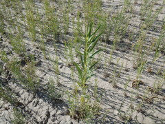 Asclepias labriformis