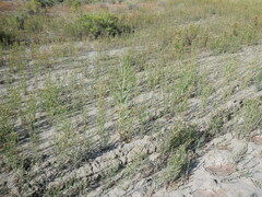 Asclepias labriformis