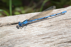 Argia lacrimans