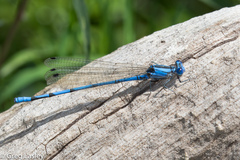 Argia lacrimans