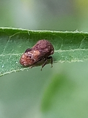 Eucoccosterphus paludatus